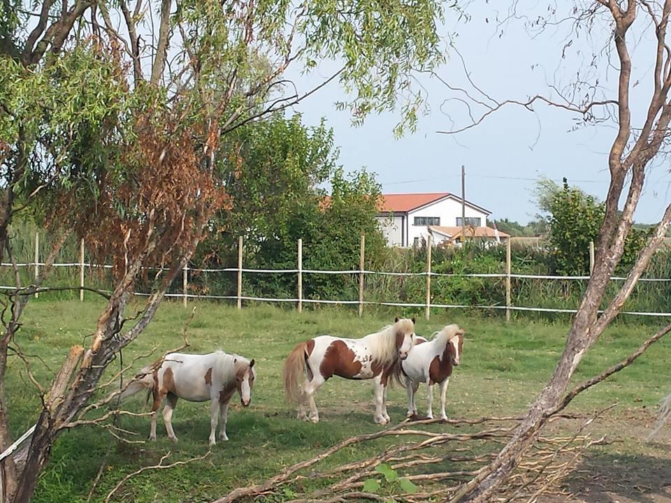 Quadrifoglio Relax Guest House San Dona di Piave Ngoại thất bức ảnh